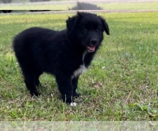 Full screen Photo #1 Australian Shepherd Puppy For Sale in SYLACAUGA, AL, USA