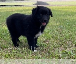 Australian Shepherd Puppy for Sale in SYLACAUGA, Alabama USA