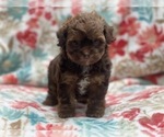 Small #2 ShihPoo