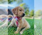 Small Photo #8 Golden Retriever Puppy For Sale in ARVADA, CO, USA