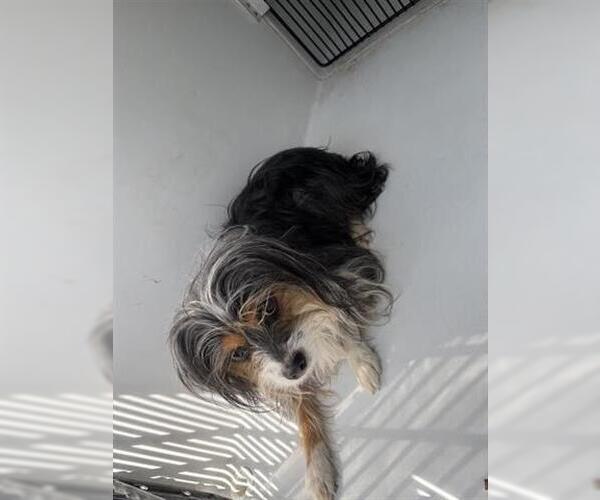 Medium Photo #1 Mutt Puppy For Sale in Houston, TX, USA