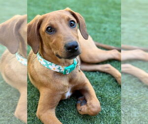Medium Vizsla Mix