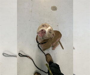 American Pit Bull Terrier-Unknown Mix Dogs for adoption in Corpus Christi, TX, USA