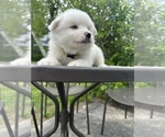 Small #14 American Eskimo Dog
