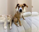 Small #1 Mutt