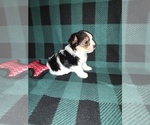 Small #1 Morkie
