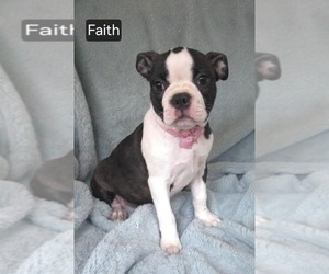 Boston Terrier Puppy for sale in MINERAL WELLS, WV, USA