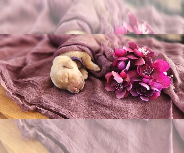 Medium Photo #2 Golden Retriever Puppy For Sale in THOMASTON, ME, USA