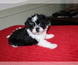 Havanese-Mi-Ki Mix Puppy for sale in THAYER, KS, USA