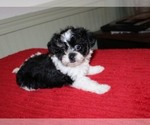 Small Havanese-Mi-Ki Mix