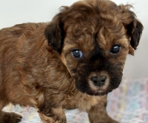 Poodle (Miniature)-Zuchon Mix Puppy for sale in ALGOMA, WI, USA