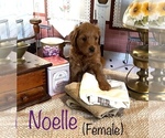 Small Photo #1 Goldendoodle Puppy For Sale in KENT CITY, MI, USA