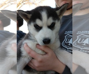 Siberian Husky Puppy for sale in PLAINS, MT, USA