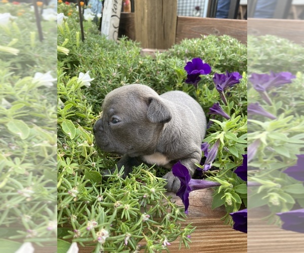 Medium Photo #10 Faux Frenchbo Bulldog Puppy For Sale in FREDONIA, KS, USA
