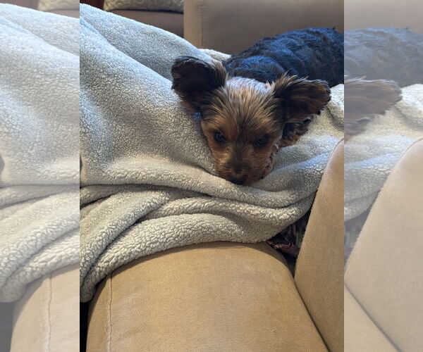 Medium Photo #3 Mutt Puppy For Sale in Allentown,, PA, USA