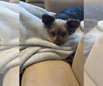 Small #2 Mutt