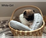Puppy White Collar Pomeranian