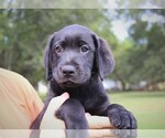 Small Labrador Retriever