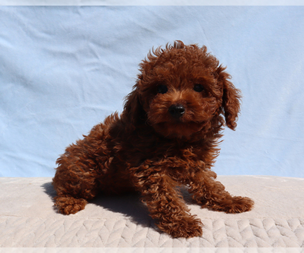 Medium Photo #3 Poodle (Toy) Puppy For Sale in LOS ANGELES, CA, USA