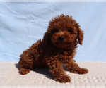 King - Male Poodle (Toy) Puppy for Sale - Photo #3