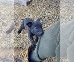 Small Photo #8 Belgian Malinois Puppy For Sale in HAMPSHIRE, TN, USA