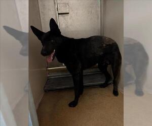 German Shepherd Dog-Unknown Mix Dogs for adoption in Sacramento, CA, USA