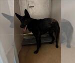 Small German Shepherd Dog Mix