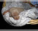 Small Photo #7 Doberman Pinscher Puppy For Sale in COTTON, MN, USA