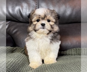 Mal-Shi Puppy for sale in FRANKLIN, IN, USA