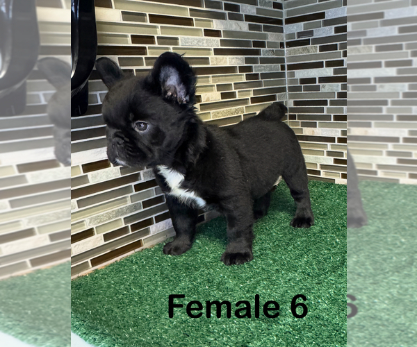 Medium Photo #9 French Bulldog Puppy For Sale in SAN ANTONIO, TX, USA
