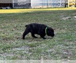 Small Photo #13 Rotticorso Puppy For Sale in REEVESVILLE, SC, USA
