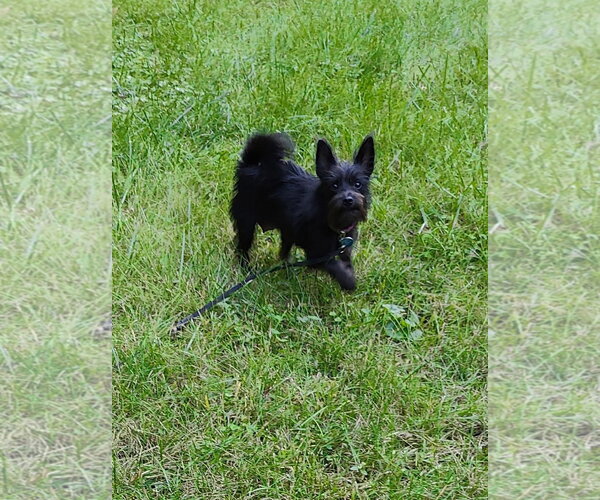 Medium Photo #6 Mutt Puppy For Sale in St. Louis Park, MN, USA