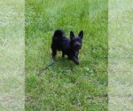 Small Photo #6 Mutt Puppy For Sale in St. Louis Park, MN, USA