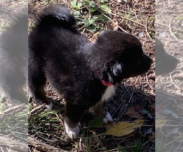 Medium Photo #8 Aussiedoodle Puppy For Sale in ONAWAY, MI, USA