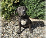 Small #1 Blue Lacy