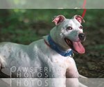 Small #4 American Pit Bull Terrier Mix