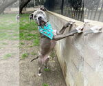 Small #2 American Pit Bull Terrier Mix