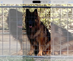 Mother of the German Shepherd Dog puppies born on 01/30/2025