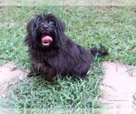 Small Photo #4 Shorkie Tzu Puppy For Sale in CARTHAGE, TX, USA