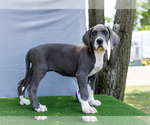 Small #3 Great Dane