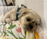 Small #6 Shih Tzu