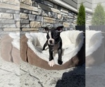 Small Photo #13 Boston Terrier Puppy For Sale in LYNNWOOD, WA, USA