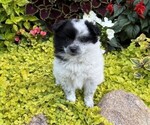 Image preview for Ad Listing. Nickname: Rex