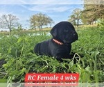Small #9 Labrador Retriever