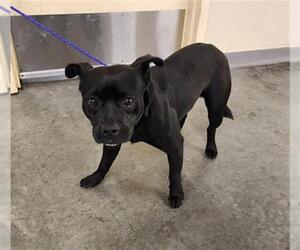 Staffordshire Bull Terrier-Unknown Mix Dogs for adoption in Orange, CA, USA