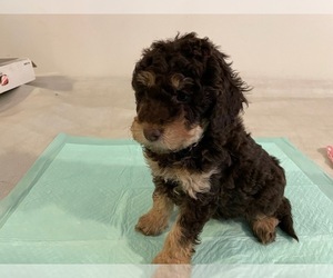 Australian Cattle Dog-Poodle (Toy) Mix Puppy for sale in JANESVILLE, WI, USA