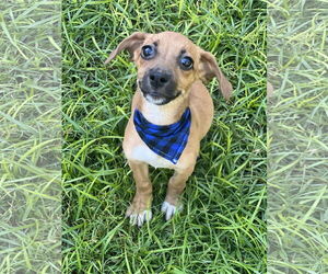 Chiweenie Dogs for adoption in Phoenix, AZ, USA