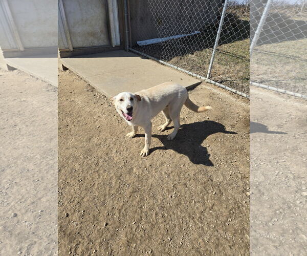 Medium Photo #1 Retriever -Unknown Mix Puppy For Sale in Maquoketa, IA, USA