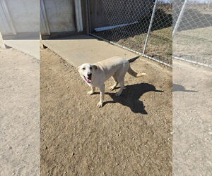 Retriever -Unknown Mix Dogs for adoption in Maquoketa, IA, USA