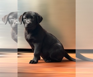 Labrador Retriever Litter for sale in LOUISBURG, NC, USA